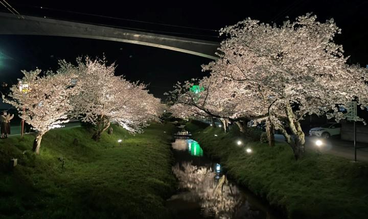 04_夜桜ライトアップ.jpg